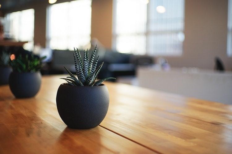 Plant on a desk